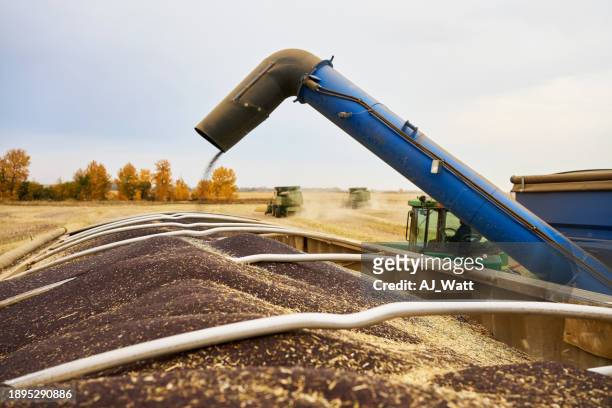 combine harvester harvesting mustard on farm - pouring cereal stock pictures, royalty-free photos & images