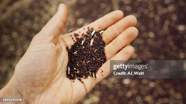 close-up of a farmer hand holding canola seeds - canola seed stock pictures, royalty-free photos & images