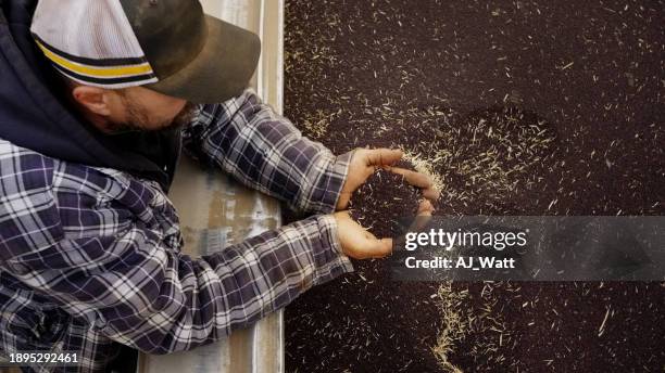 draufsicht ein männlicher landwirt betrachtet geerntete rapssamen - canola stock-fotos und bilder