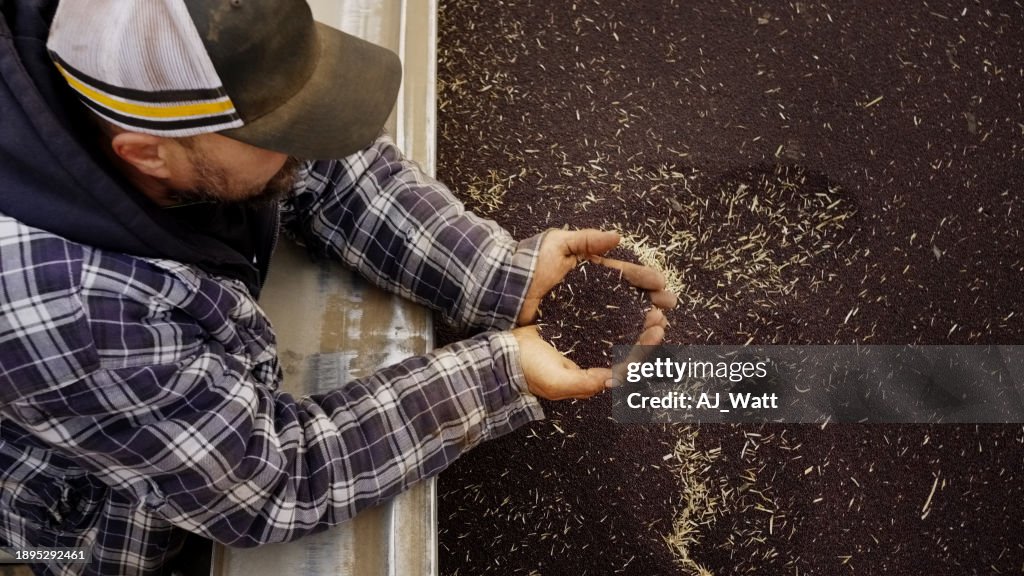 Top view a male farmer looking at harvested canola seeds
