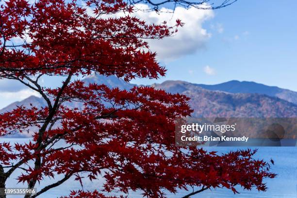 momiji on shores of lake chūzenji - momiji tree stock pictures, royalty-free photos & images