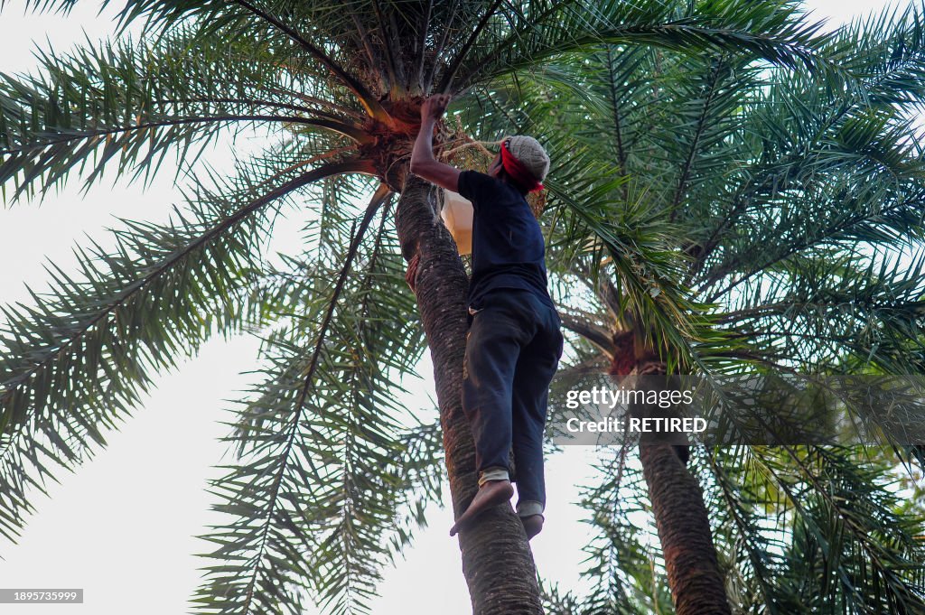Nipah Virus: Health Department Warns Against Consuming Raw Date Juice In Bangladesh