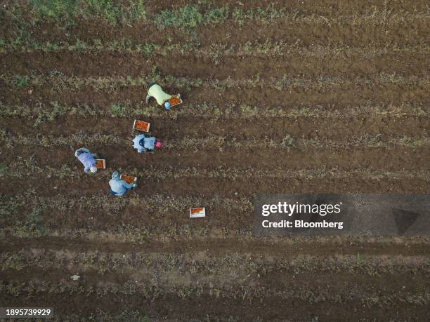 Workers harvest Manduria cherry tomatoes at the Spina Sapori di Puglia farm in the town of Manduria, Taranto, Italy, on Monday, July 24, 2023. In the...