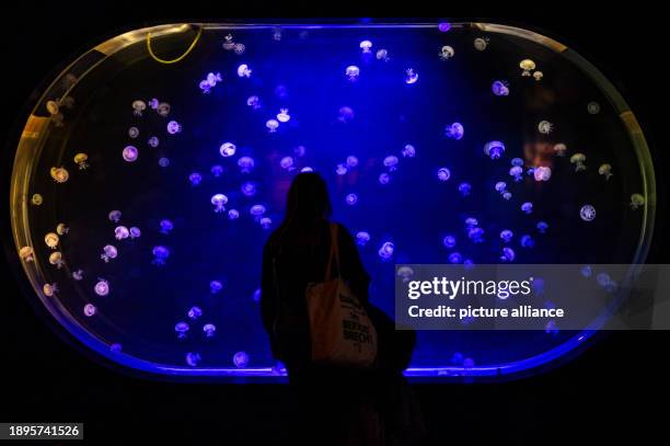 January 2024, Mecklenburg-Western Pomerania, Rostock: Visitors stand in front of an aquarium with lung jellyfish in the Darwineum at Rostock Zoo. The...