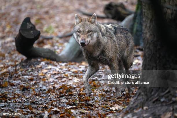 December 2023, Lower Saxony, Dörverden: A European wolf in an enclosure at the Wolfcenter Dörverden. Photo: Sina Schuldt/dpa