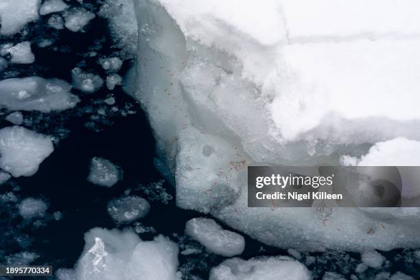 krill, antarctica - krill stock pictures, royalty-free photos & images