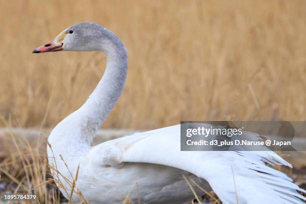 flocks of beautiful and large whooper swan and tundra swan (cygnus cygnus, cygnus columbianus family comprising ducks) in flapping wings.

at hinuma swamp, mito, ibaraki, japan,
photo by december 24, 2023. - cygnus columbianus stock pictures, royalty-free photos & images