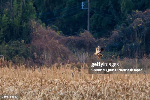 a beautiful eastern marsh harrier (circus spilonotus, family comprising hawks) in flight for hunting.

at hinuma swamp, mito, ibaraki, japan,
photo by december 24, 2023. - 茨城県 stock pictures, royalty-free photos & images