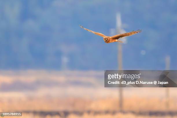 a beautiful northern harrier (circus cyaneus, family comprising hawks) in flight for hunting.

at hinuma swamp, mito, ibaraki, japan,
photo by december 24, 2023. - 茨城県 stock pictures, royalty-free photos & images