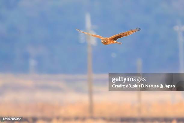 a beautiful northern harrier (circus cyaneus, family comprising hawks) in flight for hunting.

at hinuma swamp, mito, ibaraki, japan,
photo by december 24, 2023. - 茨城県 stock pictures, royalty-free photos & images