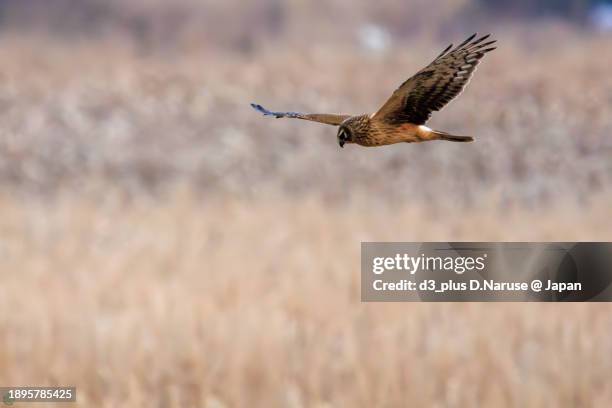 a beautiful northern harrier (circus cyaneus, family comprising hawks) in flight for hunting.

at hinuma swamp, mito, ibaraki, japan,
photo by december 24, 2023. - 茨城県 stock pictures, royalty-free photos & images