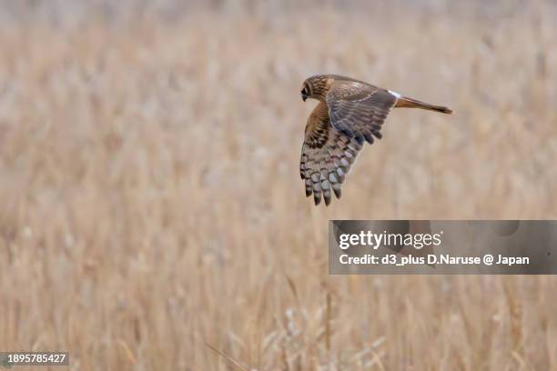 a beautiful northern harrier (circus cyaneus, family comprising hawks) in flight for hunting.

at hinuma swamp, mito, ibaraki, japan,
photo by december 24, 2023. - 茨城県 stock pictures, royalty-free photos & images