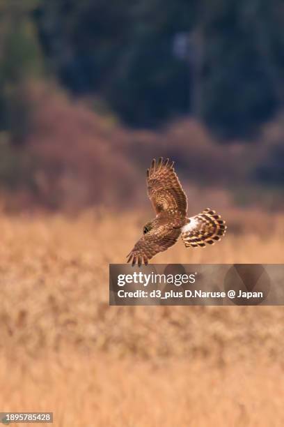 a beautiful northern harrier (circus cyaneus, family comprising hawks) in flight for hunting.

at hinuma swamp, mito, ibaraki, japan,
photo by december 24, 2023. - 茨城県 stock pictures, royalty-free photos & images