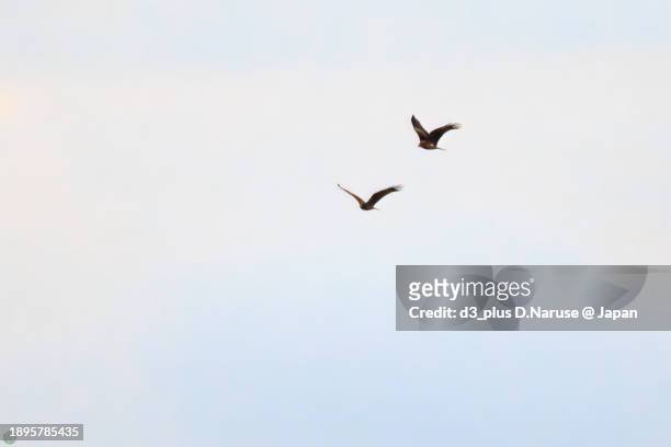 beautiful black kite (milvus migrans, family comprising hawks) in fighting.

at hinuma swamp, mito, ibaraki, japan,
photo by december 24, 2023. - 茨城県 stock pictures, royalty-free photos & images