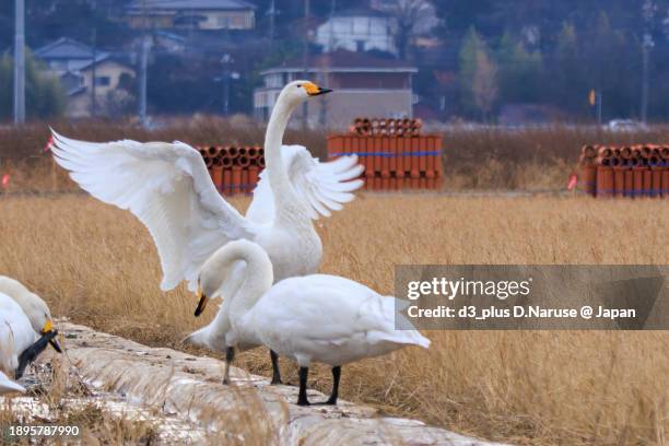 flocks of beautiful and large whooper swan and tundra swan (cygnus cygnus, cygnus columbianus family comprising ducks) in flapping wings.

at hinuma swamp, mito, ibaraki, japan,
photo by december 24, 2023. - cygnus columbianus stock pictures, royalty-free photos & images