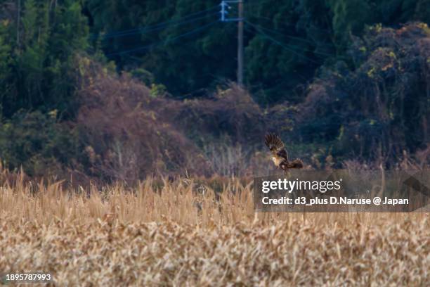 a beautiful eastern marsh harrier (circus spilonotus, family comprising hawks) in flight for hunting.

at hinuma swamp, mito, ibaraki, japan,
photo by december 24, 2023. - 茨城県 stock pictures, royalty-free photos & images