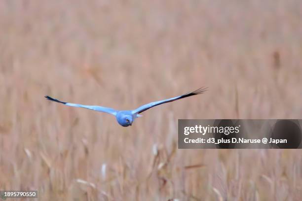 a beautiful northern harrier (circus cyaneus, family comprising hawks) in flight for hunting.

at hinuma swamp, mito, ibaraki, japan,
photo by december 24, 2023. - 茨城県 stock pictures, royalty-free photos & images