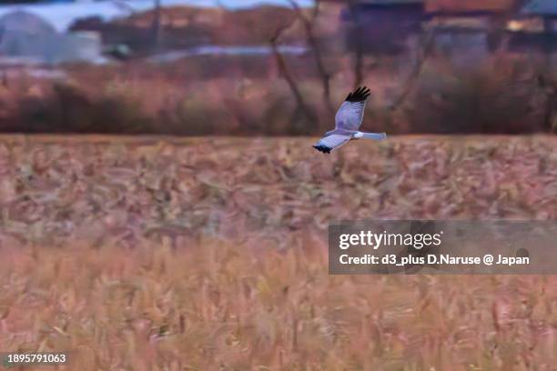 a beautiful northern harrier (circus cyaneus, family comprising hawks) in flight for hunting.

at hinuma swamp, mito, ibaraki, japan,
photo by december 24, 2023. - 茨城県 stock pictures, royalty-free photos & images