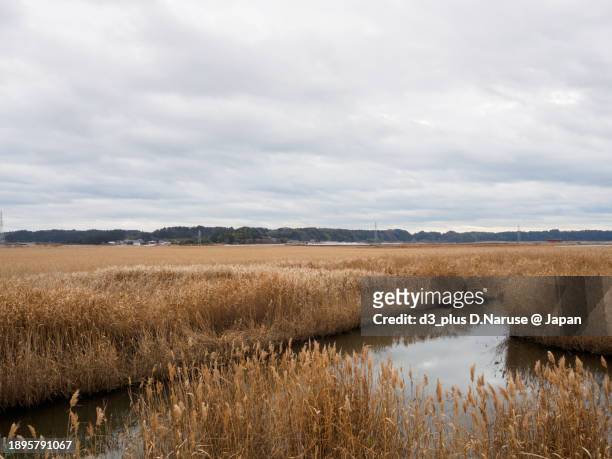 beautiful and vast reed fields.

at hinuma swamp, mito, ibaraki, japan,
photo by december 24, 2023. - 茨城県 stock pictures, royalty-free photos & images