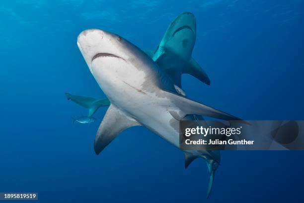 two bull sharks swim offshore florida - countershading stock-fotos und bilder