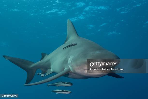 bull sharks swims under the surface offshore florida - bull shark stock pictures, royalty-free photos & images