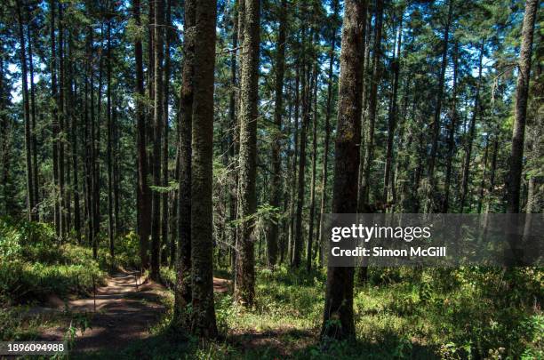 coniferous forest in santuario de la mariposa monarca “el rosario” ["el rosario" monarch butterfly sanctuary], manzana rancho escondido, michoacán, mexico - mariposa monarca stock pictures, royalty-free photos & images