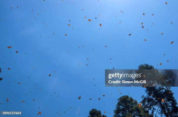 monarch butterflies (danaus plexippus plexippus) take flight across the sky in santuario de la mariposa monarca “el rosario” ["el rosario" monarch butterfly sanctuary], manzana rancho escondido, michoacán, mexico - mariposa monarca stock pictures, royalty-free photos & images