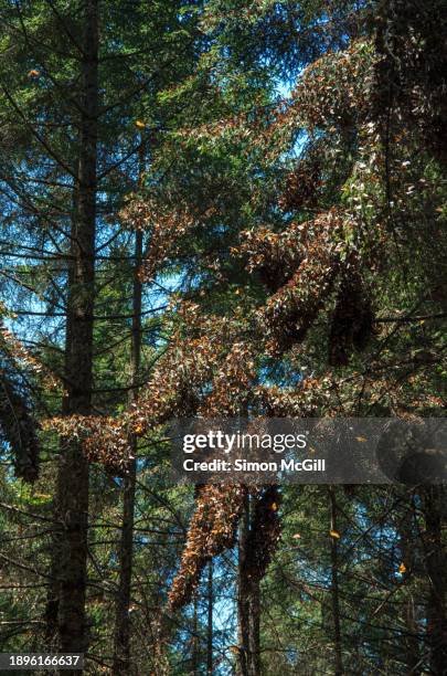 clusters of monarch butterflies (danaus plexippus plexippus) on conifer tree branches in santuario de la mariposa monarca “el rosario” ["el rosario" monarch butterfly sanctuary], manzana rancho escondido, michoacán, mexico - mariposa monarca stock pictures, royalty-free photos & images