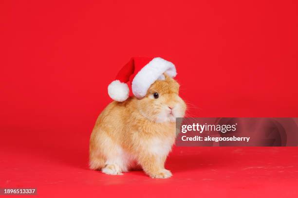 bunny wear red santa claus hat sit on clean pink background with copy space for text - red rabbit stock pictures, royalty-free photos & images