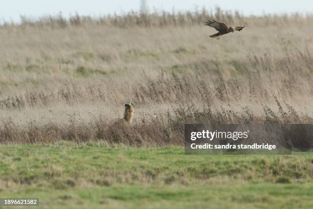 a rare hunting bittern, botaurus stellaris, is standing in a reedbed. it goes into a defence posture by ruffling up its feathers around its neck as a hunting marsh harrier flies over. - ruffling stock pictures, royalty-free photos & images