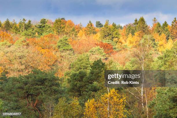 autumn foliage on the ugchelse berg near het leesten - posbank stockfoto's en -beelden