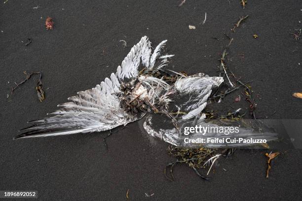 dead seagull on the black sand beach - dead animal stock pictures, royalty-free photos & images