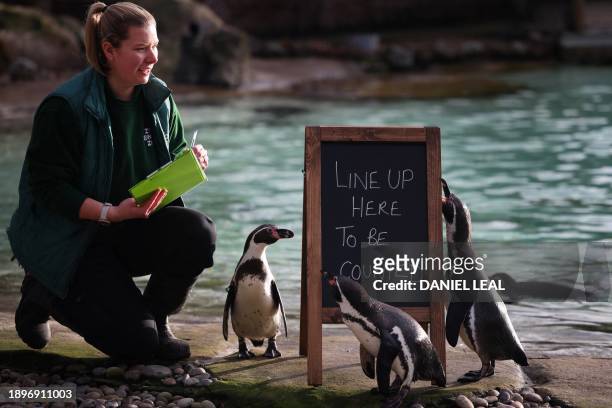Zoo keeper Jessica Fryer feeds humboldt penguins during the annual stocktake at ZSL London Zoo in central London on January 3, 2024.