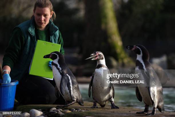 Zoo keeper Jessica Fryer feeds humboldt penguins during the annual stocktake at ZSL London Zoo in central London on January 3, 2024.