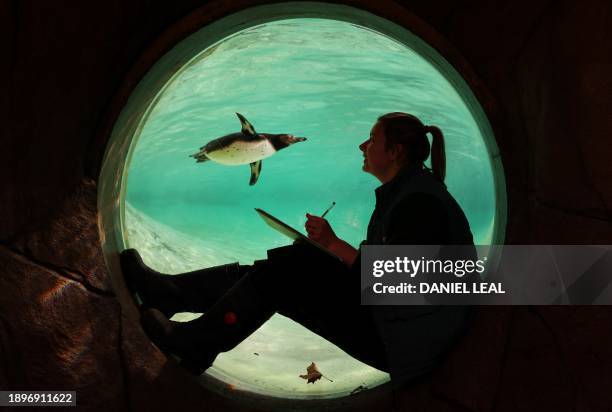 Zoo keeper Jessica Fryer looks at humboldt penguins swimming in their pool during the annual stocktake at ZSL London Zoo in central London on January...