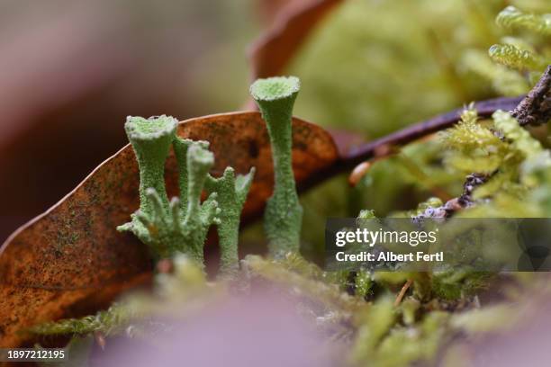 lichen - forest floor stock pictures, royalty-free photos & images