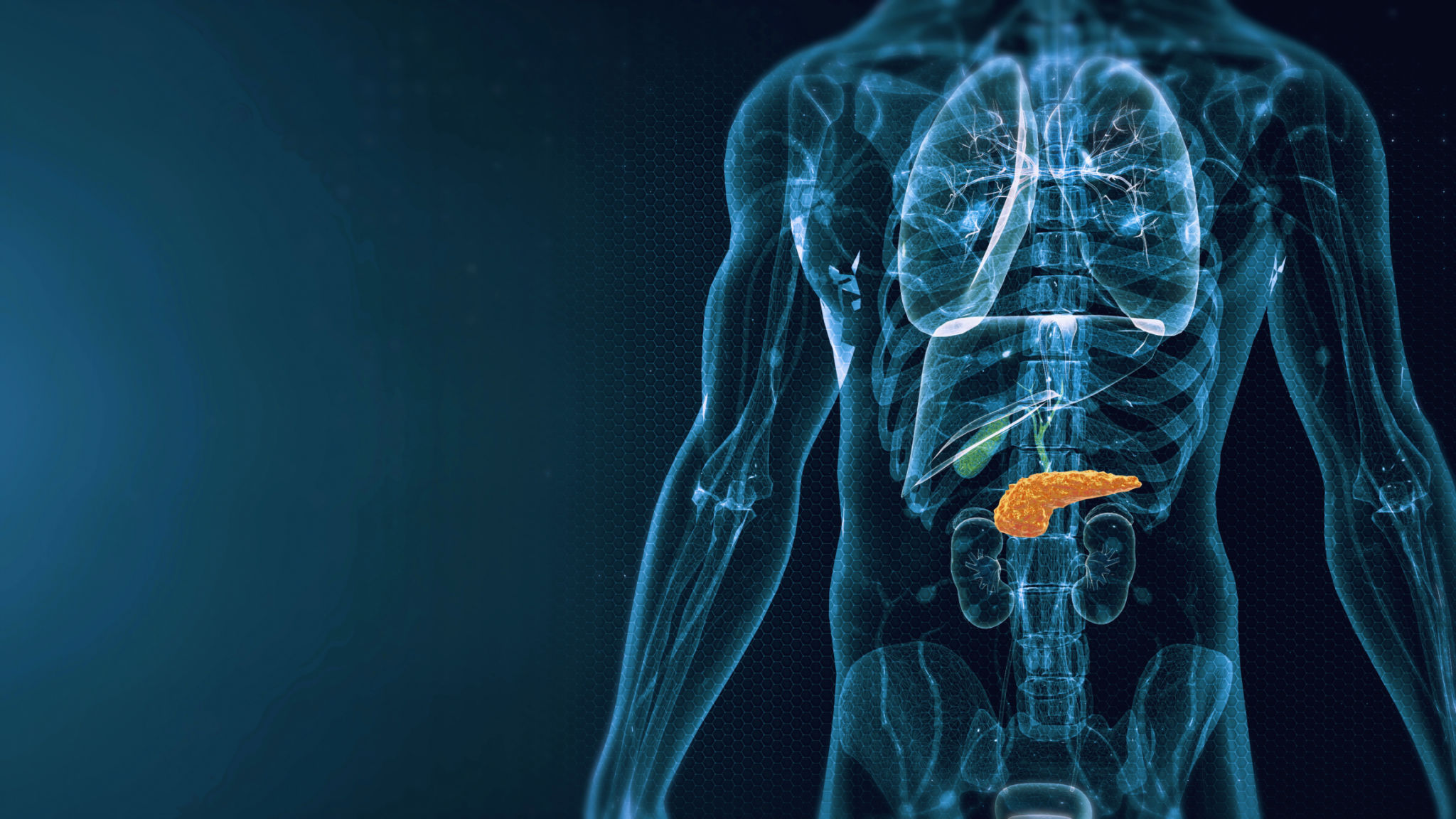 endocrinology concept