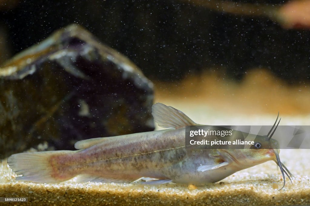 A look at the aquarium in the Potsdam Natural History Museum