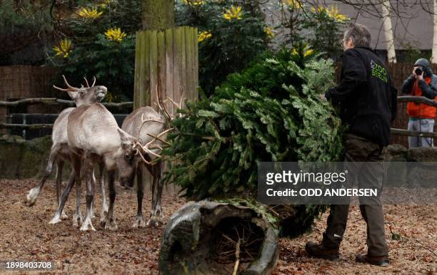 An animal keeper serves a Christmas tree to European forest reindeers in their enclosure at the Zoologischer Garten zoo in Berlin on January 4, 2024....