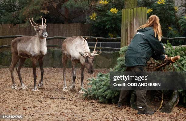 An animal keeper serves a Christmas tree to European forest reindeers in their enclosure at the Zoologischer Garten zoo in Berlin on January 4, 2024....