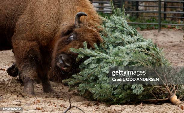 Europaen bison plays with a Christmas tree in its enclosure at the Zoologischer Garten zoo in Berlin on January 4, 2024. Traditionally, some animals...