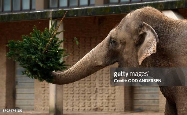 An elephant plays with a Christmas tree in its enclosure at the Zoologischer Garten zoo in Berlin on January 4, 2024. Traditionally, some animals at...