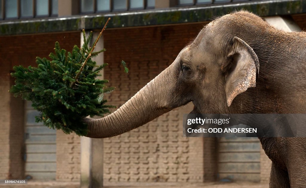 TOPSHOT-GERMANY-ANIMALS-ZOO-CHRISTMAS TREES-ELEPHANT