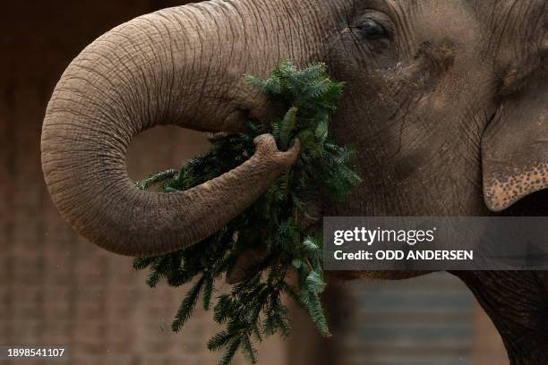 An elephant enjoys a Christmas tree in its enclosure at the Zoologischer Garten zoo in Berlin on January 4, 2024. Traditionally, some animals at the...