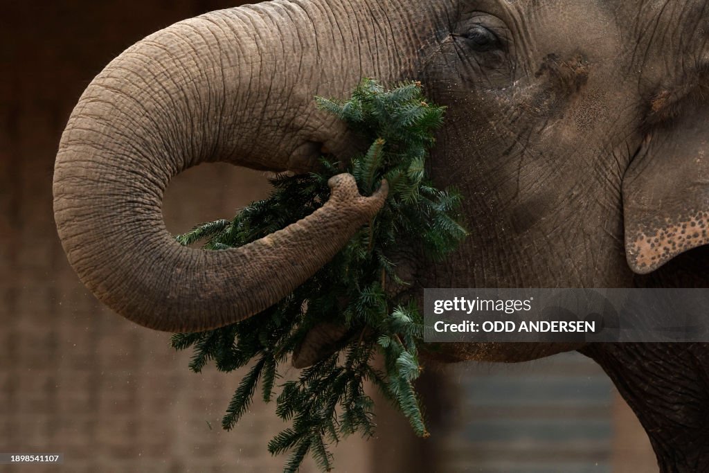 GERMANY-ANIMALS-ZOO-CHRISTMAS TREES-ELEPHANT