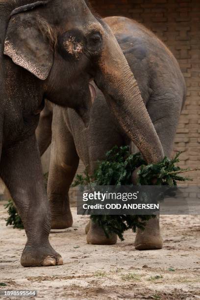 An elephant plays with a Christmas tree in its enclosure at the Zoologischer Garten zoo in Berlin on January 4, 2024. Traditionally, some animals at...