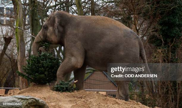 An elephant plays with a Christmas tree in its enclosure at the Zoologischer Garten zoo in Berlin on January 4, 2024. Traditionally, some animals at...