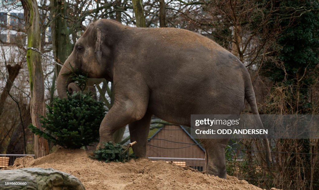 GERMANY-ANIMALS-ZOO-CHRISTMAS TREES-ELEPHANT
