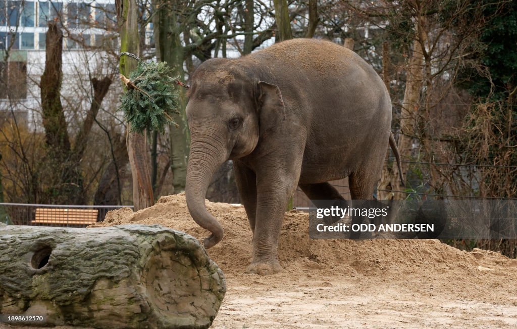 GERMANY-ANIMALS-ZOO-CHRISTMAS TREES-ELEPHANT