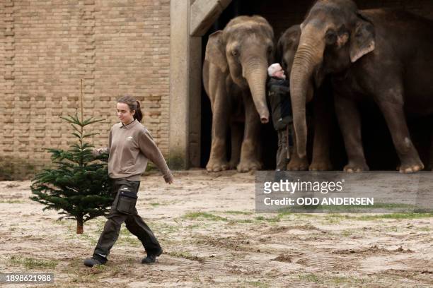 An animal keeper serves a Christmas tree to the elephants in their enclosure at the Zoologischer Garten zoo in Berlin on January 4, 2024....